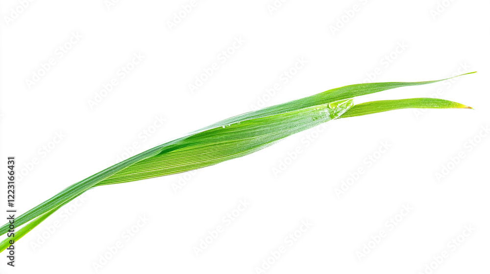 Close up view of fresh green grass blades under bright light during springtime Close up view of fresh green grass blades under bright light during springtime