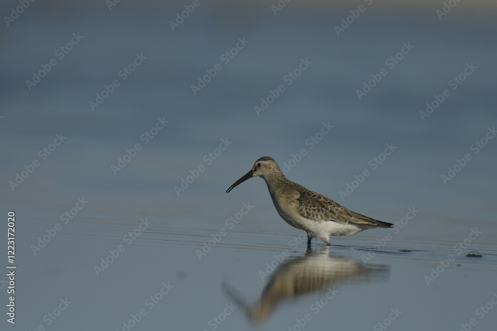 Curlew Sandpiper - (Calidris ferruginea) Curlew Sandpiper - (Calidris ferruginea)