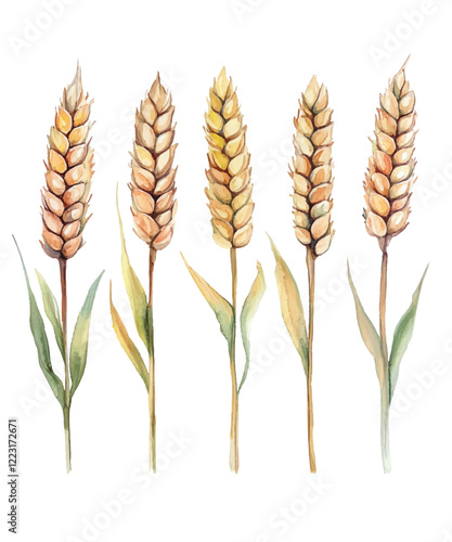 wheat ears isolated on white background