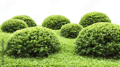 Wallpaper Mural Lush Green Spherical Shrubs in a Well Maintained Landscape Design Torontodigital.ca