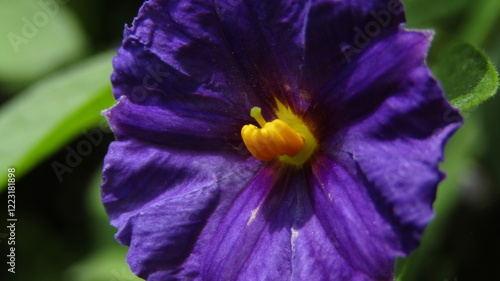 Lycianthes Rantonnetii Close-Up photo