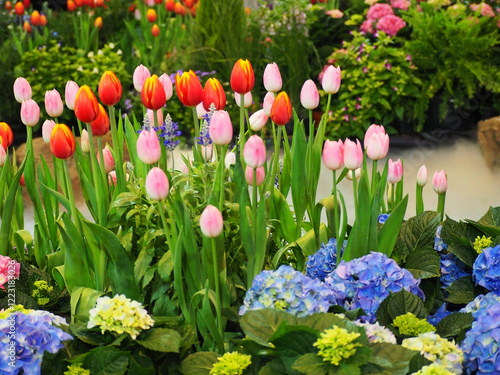  Tulipa hybrids come in red, orange, yellow, pink, many colors in same flower, often blooming in spring..Colorful blooming tulips are planted together in flower beds Inside the Exhibition Hall.
 photo