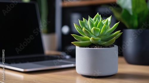 Succulent plant on a desk beside a laptop.