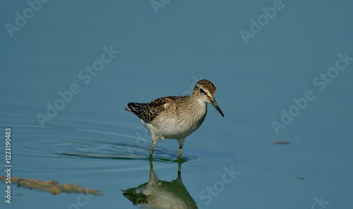 Wood Sandpiper (Tringa glareola) 