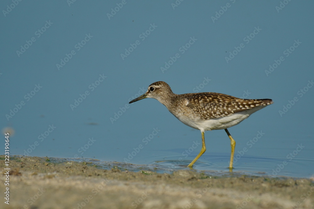 Wood Sandpiper (Tringa glareola) Wood Sandpiper (Tringa glareola)