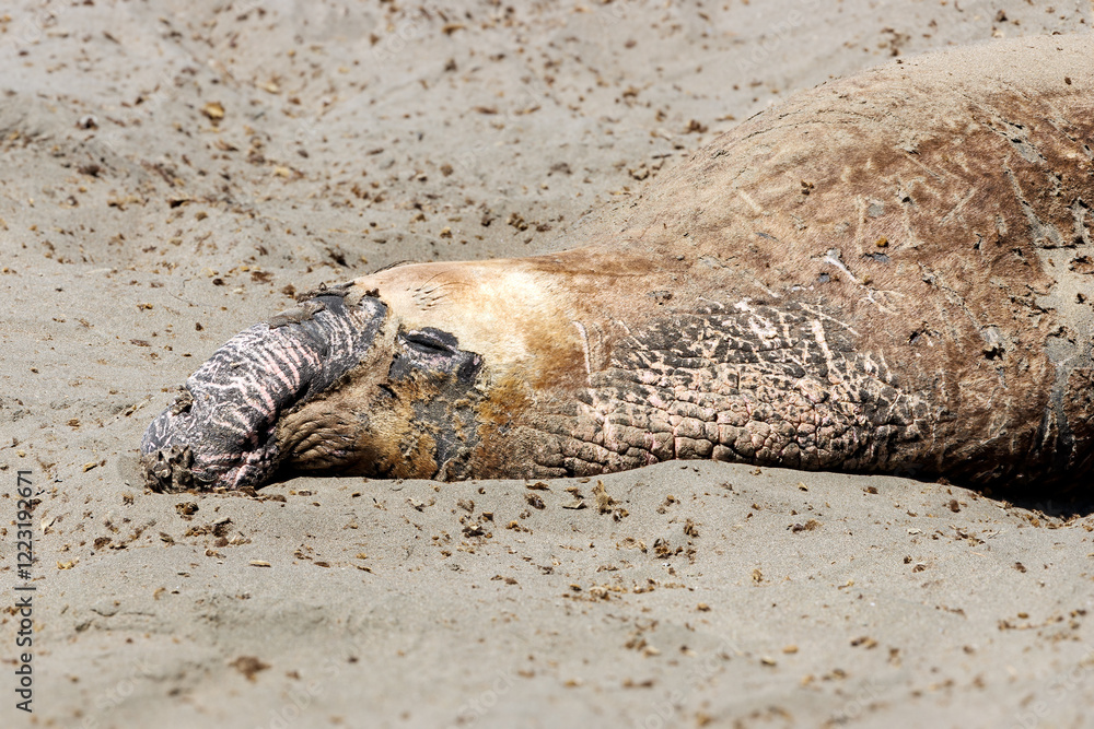 Obraz premium Large male elephant seal during molting season at Piedras Blancas Marine Reserve