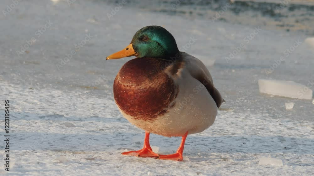 A Mallard Duck is elegantly standing on a frozen sheet of ice during the winter season A Mallard Duck is elegantly standing on a frozen sheet of ice during the winter season