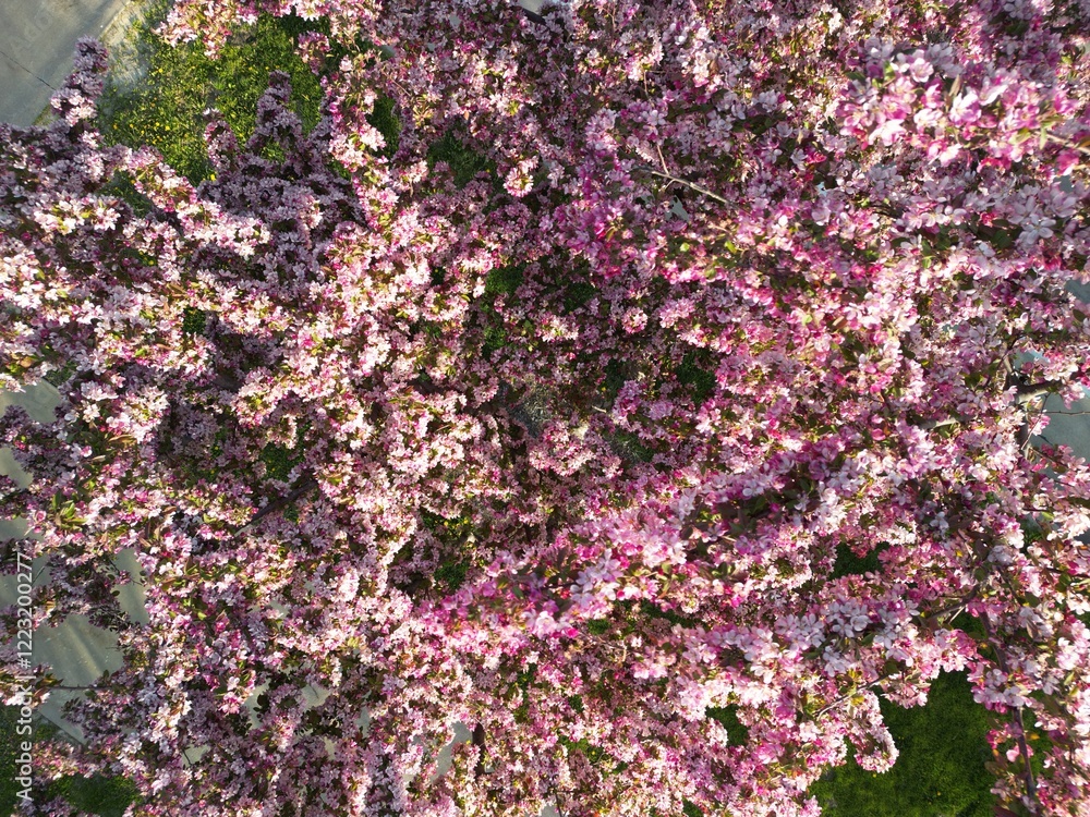 Bright and full of blossoms this spring blooming tree add so much color to the landscape and food for the pollinators. Bright and full of blossoms this spring blooming tree add so much color to the landscape and food for the pollinators.