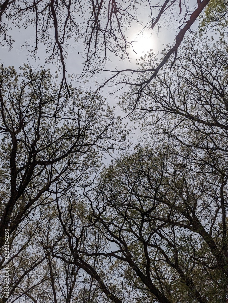 Looking up at the trees that are just starting to leaf out. Looking up at the trees that are just starting to leaf out.