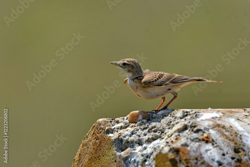 Calandra Lark - (Melanocorypha calandra) photo