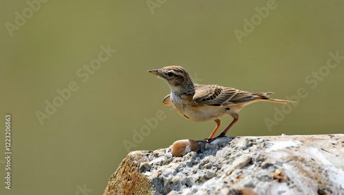 Calandra Lark - (Melanocorypha calandra) photo