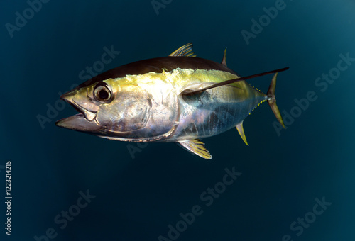 Yellowfin Tuna swimming in ocean