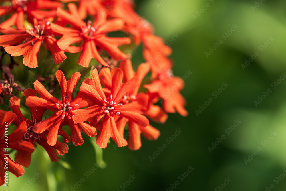 close-up of the petals of the fiery lichnis flowers on a green background close-up of the petals of the fiery lichnis flowers on a green background