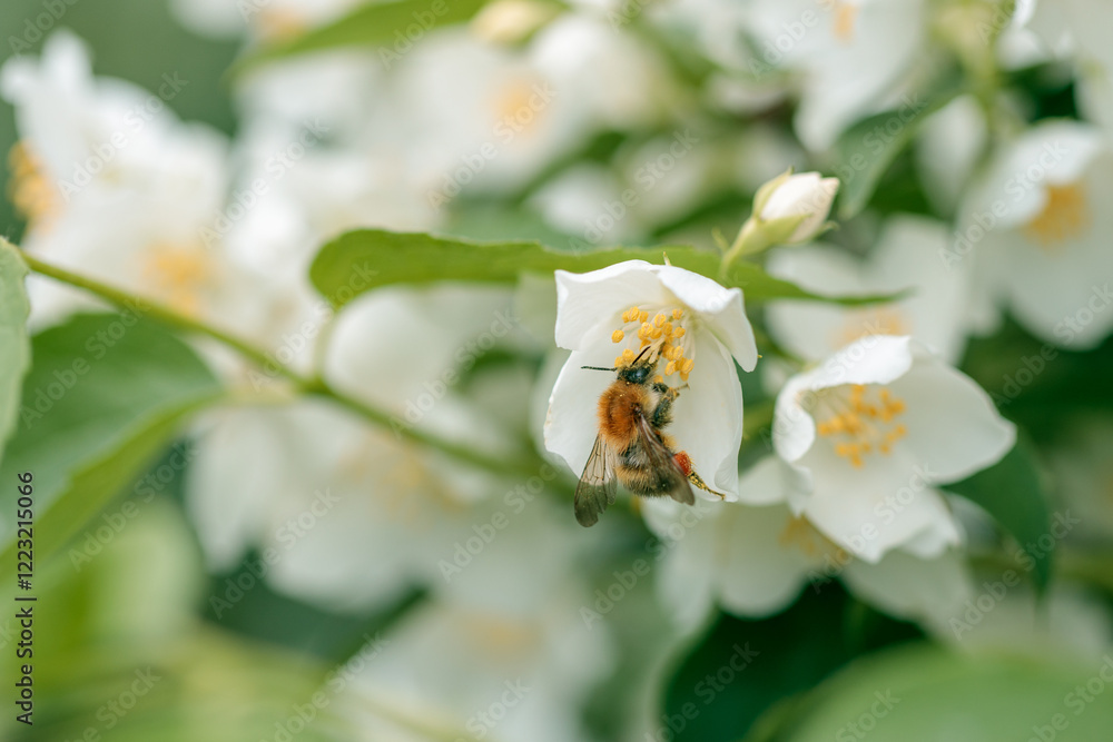 a bee on an apple tree flower a bee on an apple tree flower