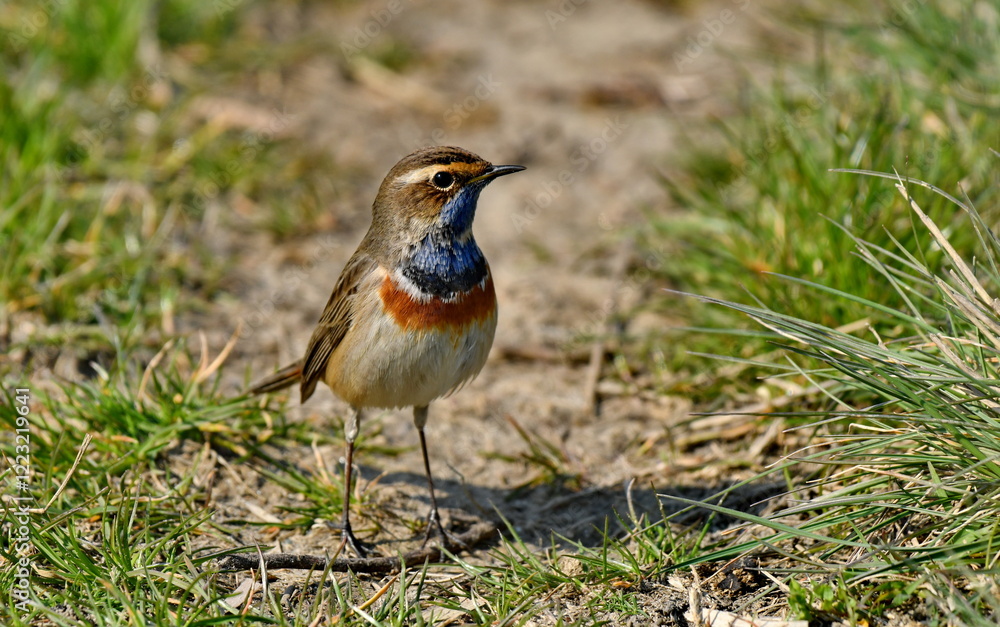 Bluethroat - (Luscinia svecica) Bluethroat - (Luscinia svecica)