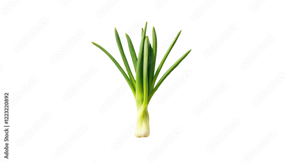 Fresh green scallions with white base on black background Fresh green scallions with white base on black background