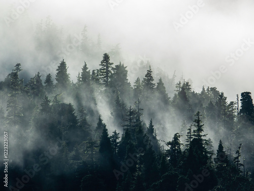 Sea fog drifts among Sitka spruce (binomial name: Picea sitchensis) and other conifers in a temperate rainforest along the eastern shore of Baranof Island late on a June afternoon in southeast Alaska