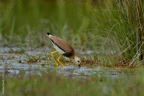 white tailed lapwing - Vanellus chettusia
