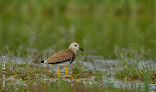 white tailed lapwing - Vanellus chettusia