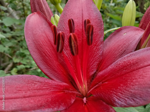 Red lily flower. Beautiful red lilies in the summer garden. Lilium belonging to the Liliaceae. Oriental Lily close up. Full blooming red lily.