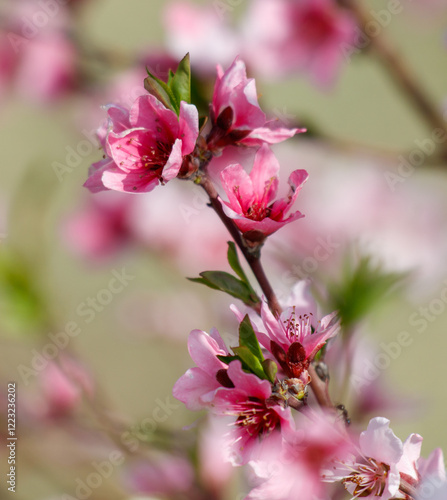 Wallpaper Mural A close up of a pink flower with a green stem Torontodigital.ca