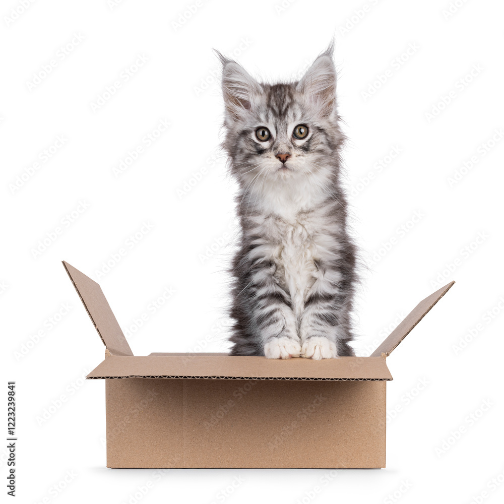 Cute silver with white Maine Coon cat kitten, sitting up fin brown carton box. Looking straight to camera. Isolated on a white background. Cute silver with white Maine Coon cat kitten, sitting up fin brown carton box. Looking straight to camera. Isolated on a white background.