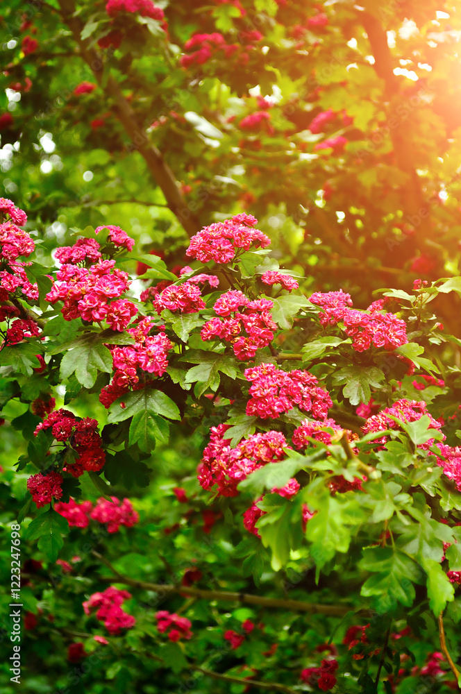 Obraz premium Spring flower landscape with branch of hawthorn tree pink flowers, in Latin Crataegus laevigata, spring tree of hawthorn in spring blossom