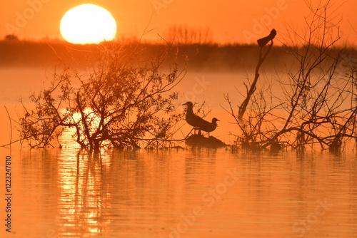 sunset on the river