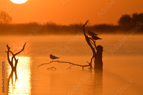 birds in morning