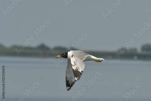 Pallas,s gull  - (Larus ichthyaetus)