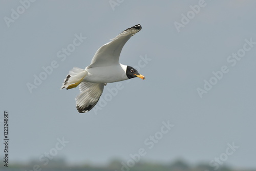 Pallas,s gull  - (Larus ichthyaetus)