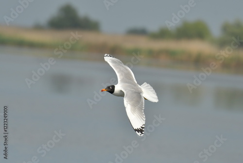 Pallas,s gull  - (Larus ichthyaetus)