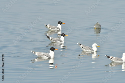 Pallas,s gull  - (Larus ichthyaetus)