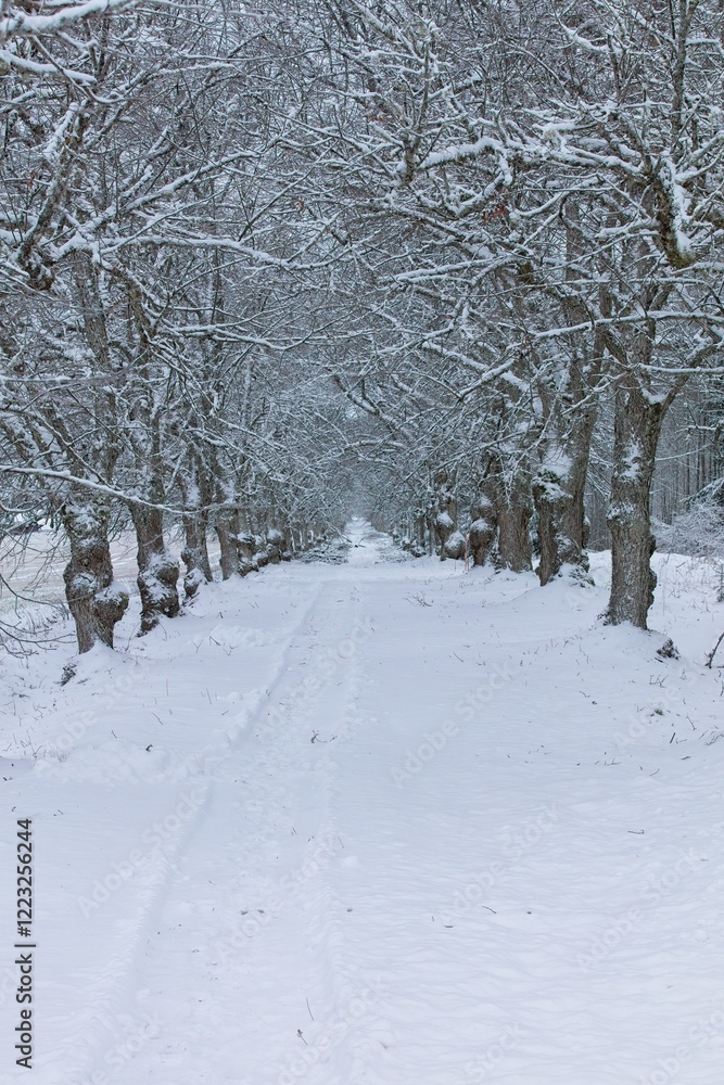 Avenue of trees in winter with snow covered branches and ground.