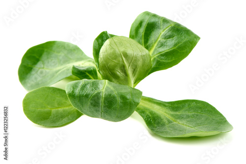 Photos Lambs lettuce, corn salad, isolated on white background.