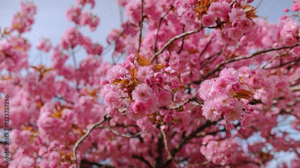 A close up of a pink sakura flower with a pink background. The flower is the main focus of the image, and the pink background adds a sense of warmth and beauty to the scene A close up of a pink sakura flower with a pink background. The flower is the main focus of the image, and the pink background adds a sense of warmth and beauty to the scene