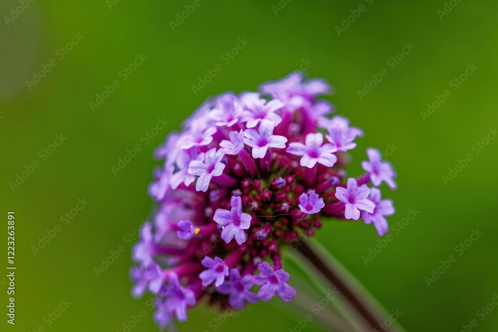 ピンクのヤナギハナガサの花
ピンクのヤナギハナガサの花