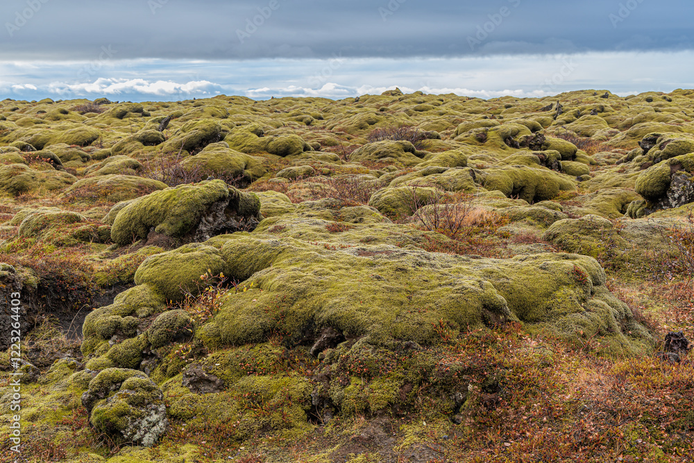 Typical vegetation of mosses and lichens at Medallandsvegur on the island of Iceland