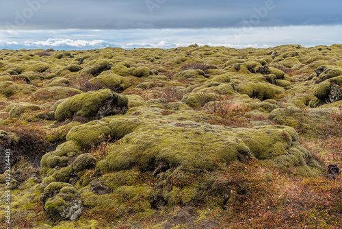 Obraz na płótnie Typical vegetation of mosses and lichens at Medallandsvegur on the island of Iceland w salonie
