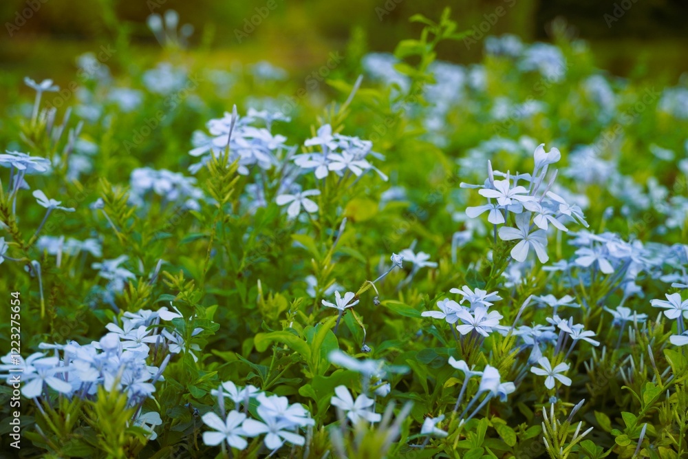 Close-up of delicate light blue flowers blooming amidst green foliage in a garden, highlighting the serene beauty of nature. Close-up of delicate light blue flowers blooming amidst green foliage in a garden, highlighting the serene beauty of nature.