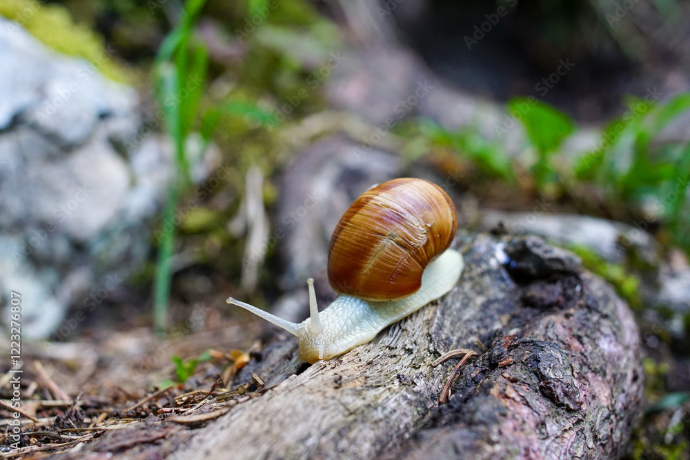 Waldschnecke in Österreich 