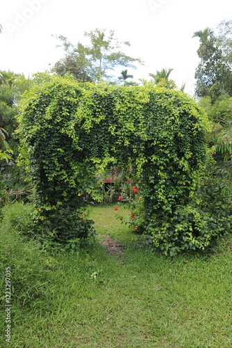 Green archways provide shade, enhance aesthetics, and create a peaceful, inviting atmosphere. They are popular in wedding venues, Zen gardens, and outdoor spaces, symbolizing growth, renewal, and harm