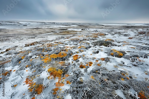 A snowy, icy tundra landscape with patches of orangeyellow moss and frozen, grey plants. The sky is a muted grey and blue. photo