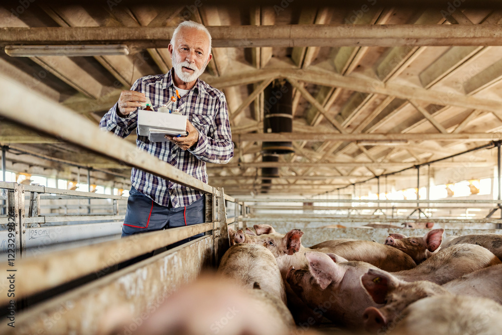 A senior farmer with animal medicine in hands looking at pigs and trying to cure them. A senior farmer with animal medicine in hands looking at pigs and trying to cure them.
