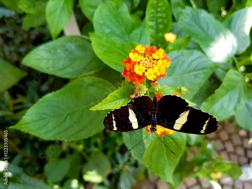 Canvastavla Exotic butterfly on orange yellow flower Eleuchia Longwing tropical Longwing But