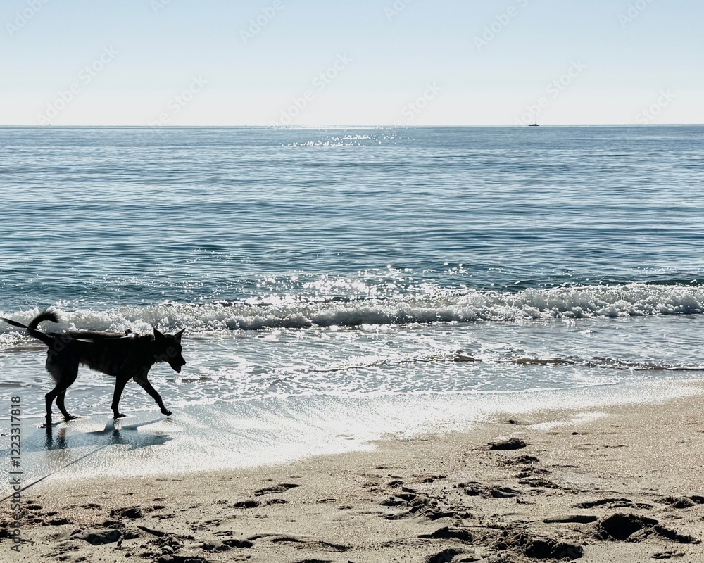 Dog walking on the Beach on a Sunny Day. Dog walking on the Beach on a Sunny Day.