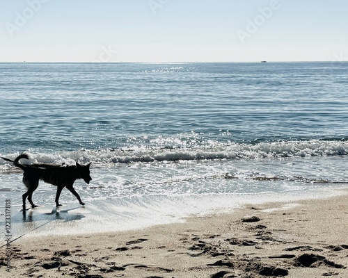 Dog walking on the Beach on a Sunny Day.