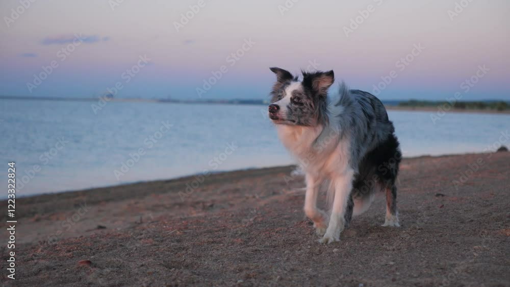 Border Collie walking along the shoreline as the sun sets. The dog appears relaxed and contemplative, enjoying the gentle waves by the water. Border Collie walking along the shoreline as the sun sets. The dog appears relaxed and contemplative, enjoying the gentle waves by the water.