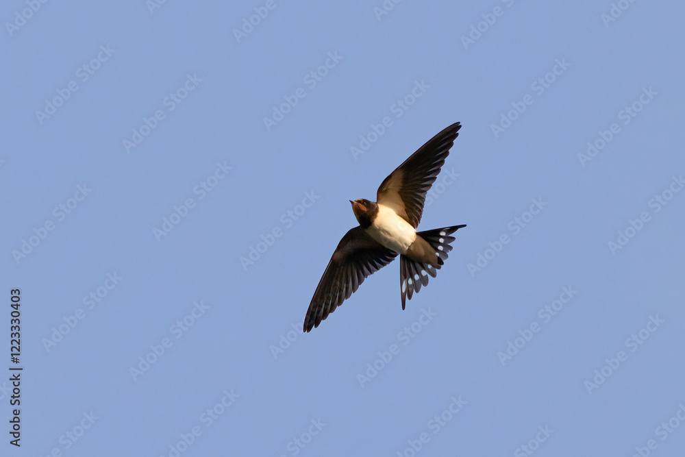 Barn swallow Barn swallow