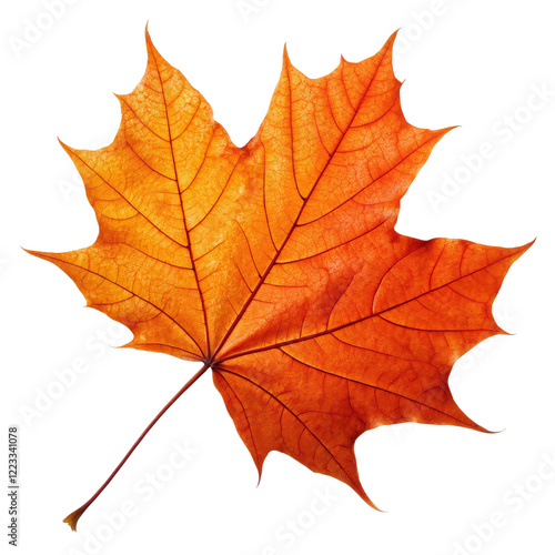 Wallpaper Mural Single Orange Maple Leaf, Isolated on Transparent Background, Autumn Foliage, High-Resolution Image, Autumn, Leaf, Maple Torontodigital.ca